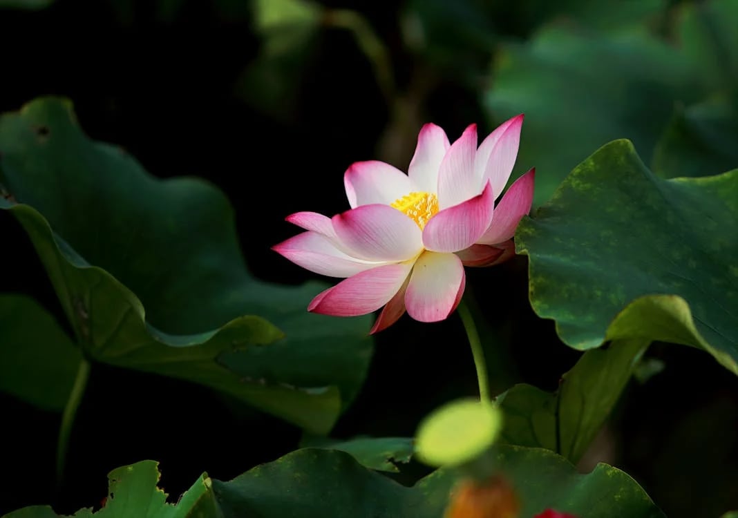 The national flower of Vietnam is symbolized by the lotus, which holds deep cultural significance 